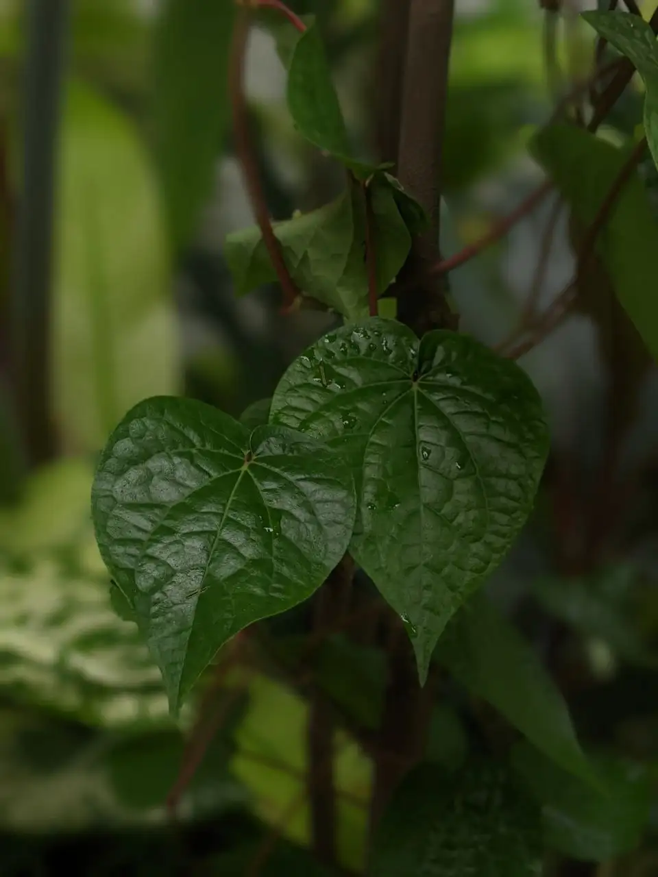 Leaves of buyo.