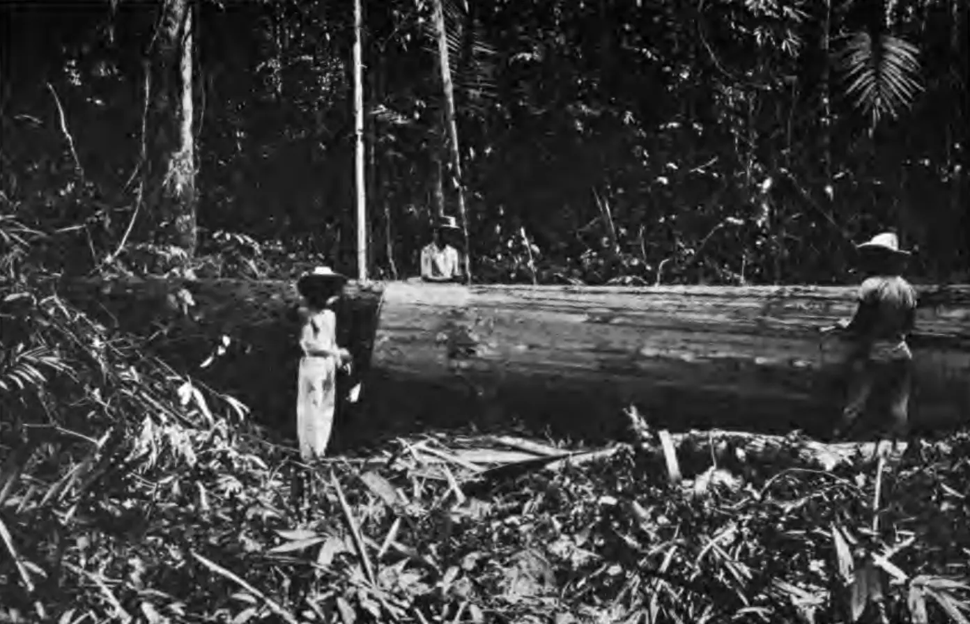 A large almon tree is felled in Northern Negros, c.(1900s).