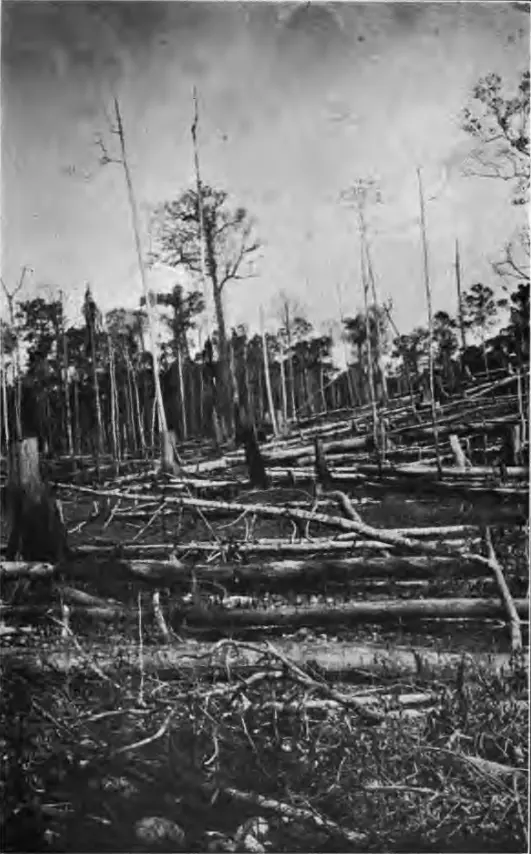 A forest in Northern Negros after being cleared by ILCO, c.(1900s).